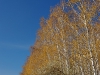 Осінь на Золотонощині