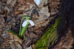 Snowdrop Galanthus plicatus near stump