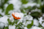 Autumn changing to winter. Bright orange calendula flower strewn with the first snow