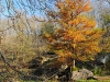 Осінь в Софіївці