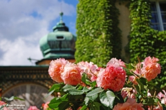 Roses in Lancut castle, Subcarpathian Voivodeship, Poland