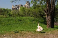 Середнє