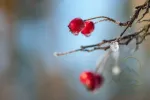 Frosted red hawthorn berries on bare twig
