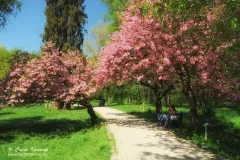 Закарпаття