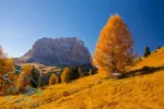 Autumn scenery in Dolomite Alps with bench under beautiful yellow larch tree and Sassolungo mountain on background