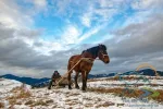 Man with sledge pulled by horse outdoor in winter. Scape of authentic rural life