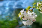 Beautiful branch of white sakura blossom on colorful background
