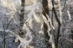 7511