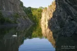 White swan on rocky lake