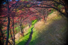 Picturesque pathway through group of trees with red leaves at sunny autumn day