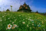 Chamomile meadow and wooden Church of the Nativity of the Blessed Virgin Mary, Vorokhta, Ivano-Frankivsk region, Ukraine