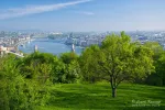 Lonely tree in Gellert hill park, Budapest, Hungary