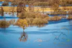 Flooded trees during high water at spring time, Snov river, Ukraine